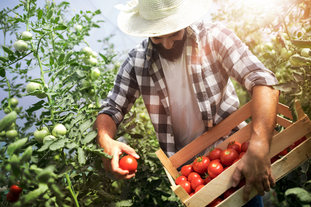 UM AGRICULTOR, BUSCANDO O AUMENTO DA PRODUTIVIDADE DE SUA ()