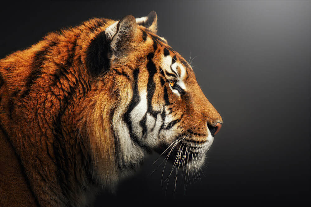 blocos economicos: tigres asiaticos