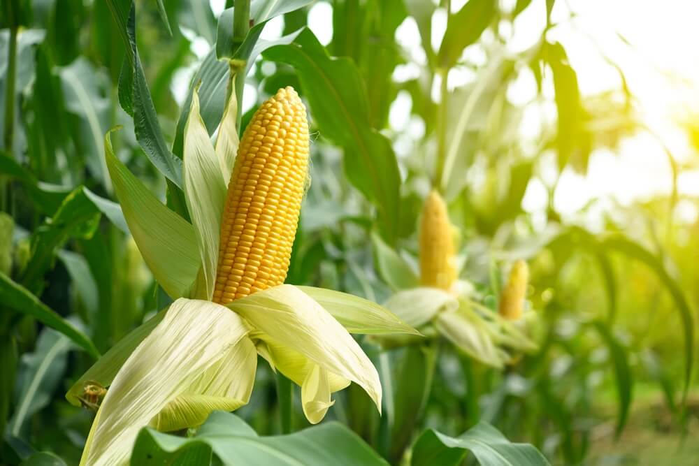 Tendências Agro 2024: bioenergia de etanol de milho